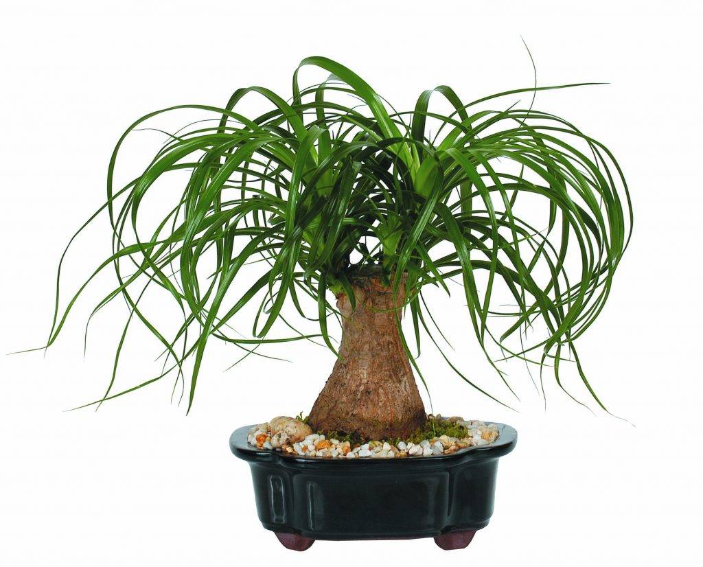 Нолина, или бокарнея — «бутылочное дерево». уход в домашних условиях. фото — ботаничка