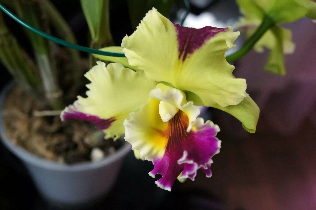 Каттлея: описание и фото орхидеи, уход в домашних условиях, размножение цветка, популярные сорта, общие характеристики растения