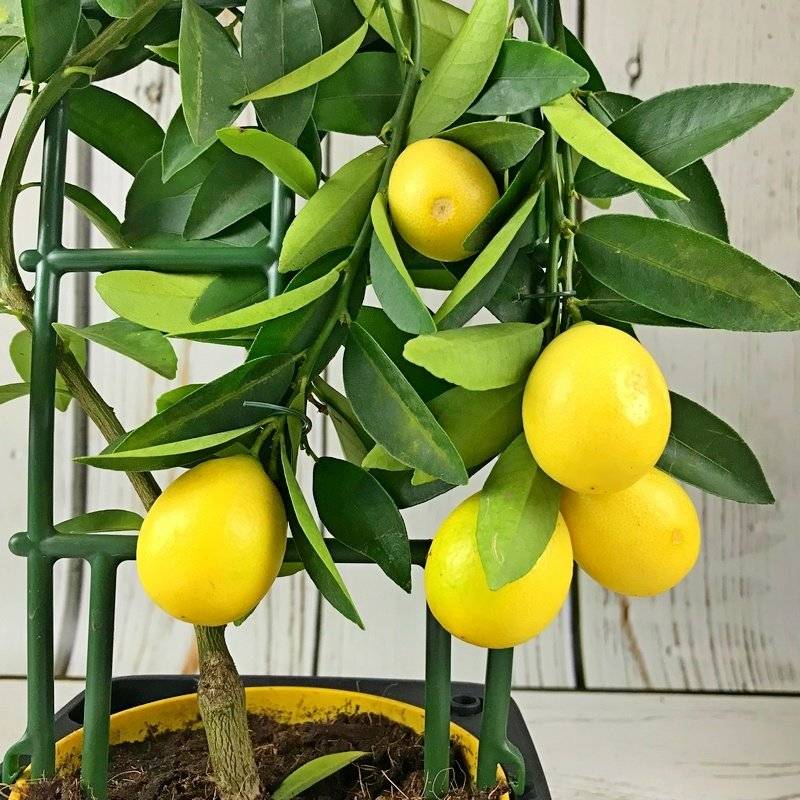 Комнатный лимон - уход домашних условиях