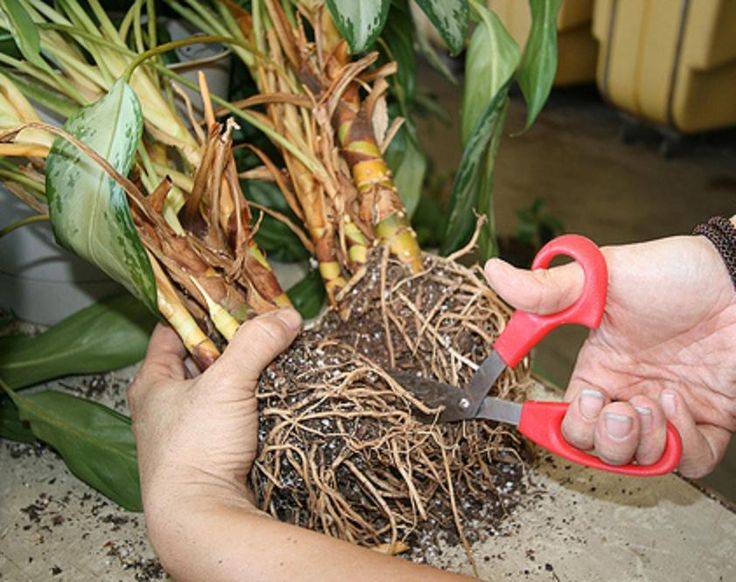 Хамедорея: уход за «горной пальмой» в домашних условиях