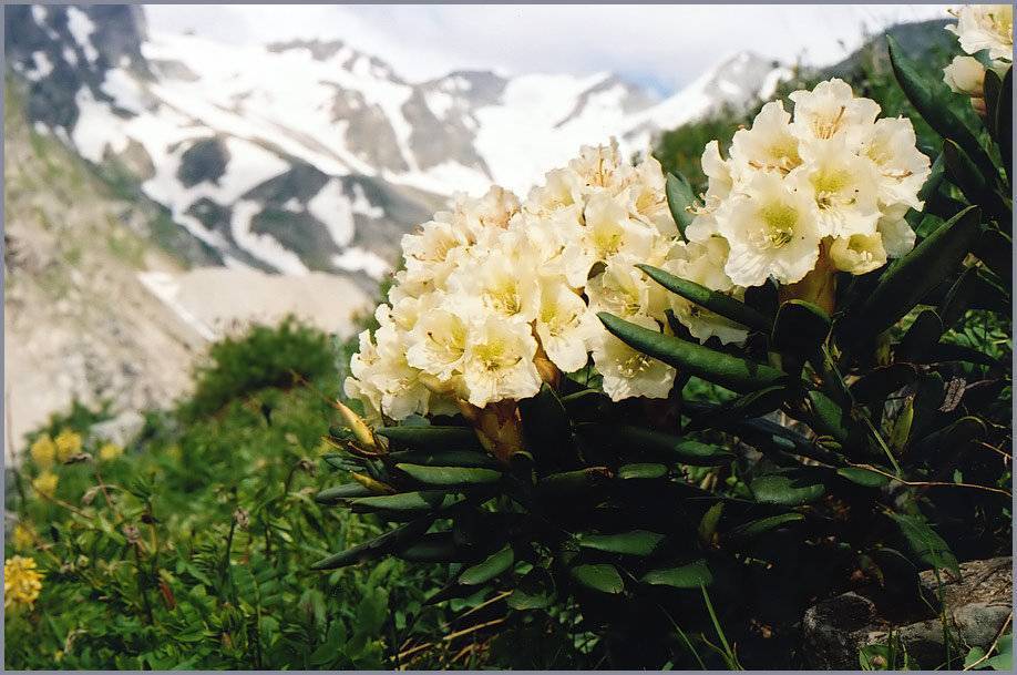 Рододендрон кавказский выращивание лечебные свойства и противопоказания