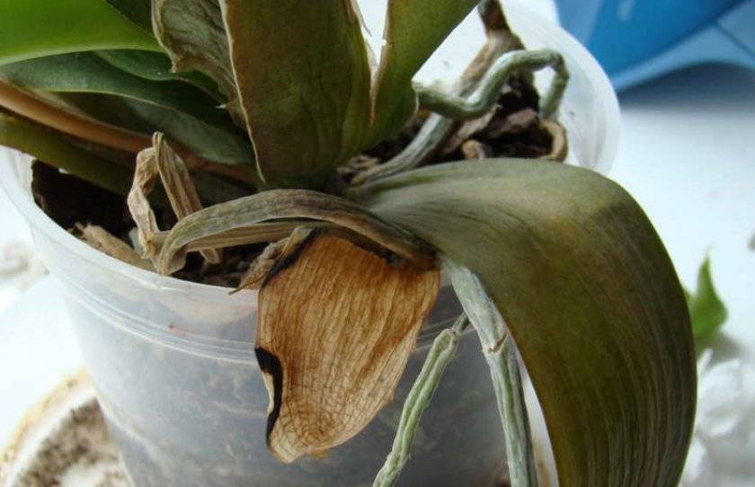 Вянут листья у орхидеи: что делать если они стали мягкими и сморщились, причины вялых листьев после пересадки, от чего морщатся листья цветущего фаленопсиса?