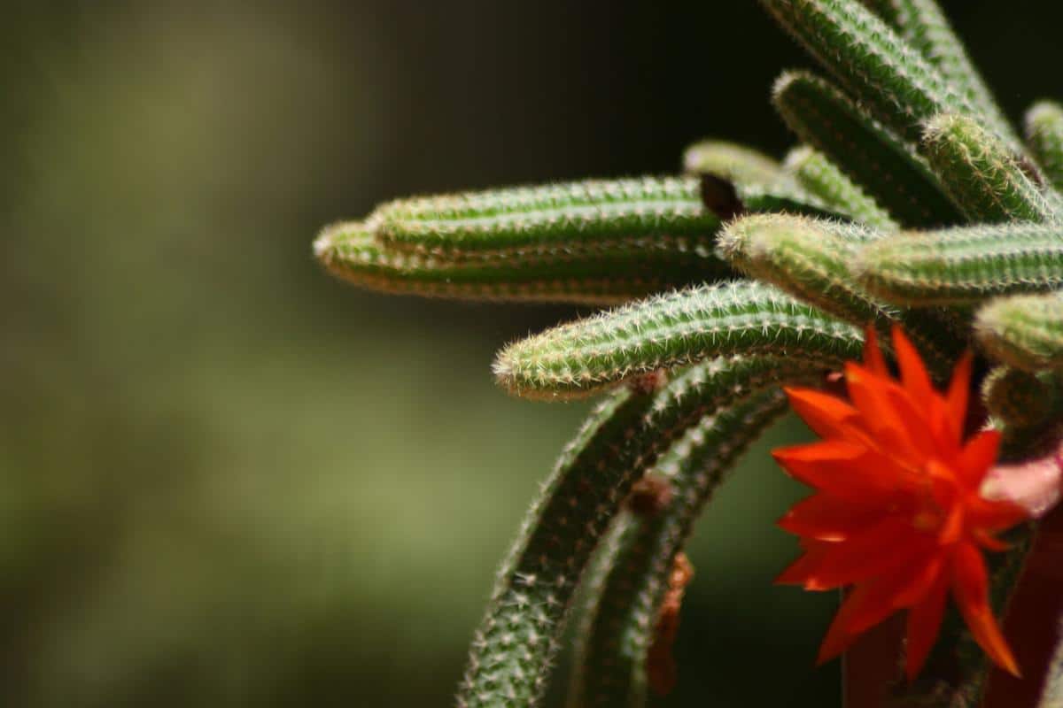 Эхинопсис: как вырастить ежовый кактус в домашних условиях