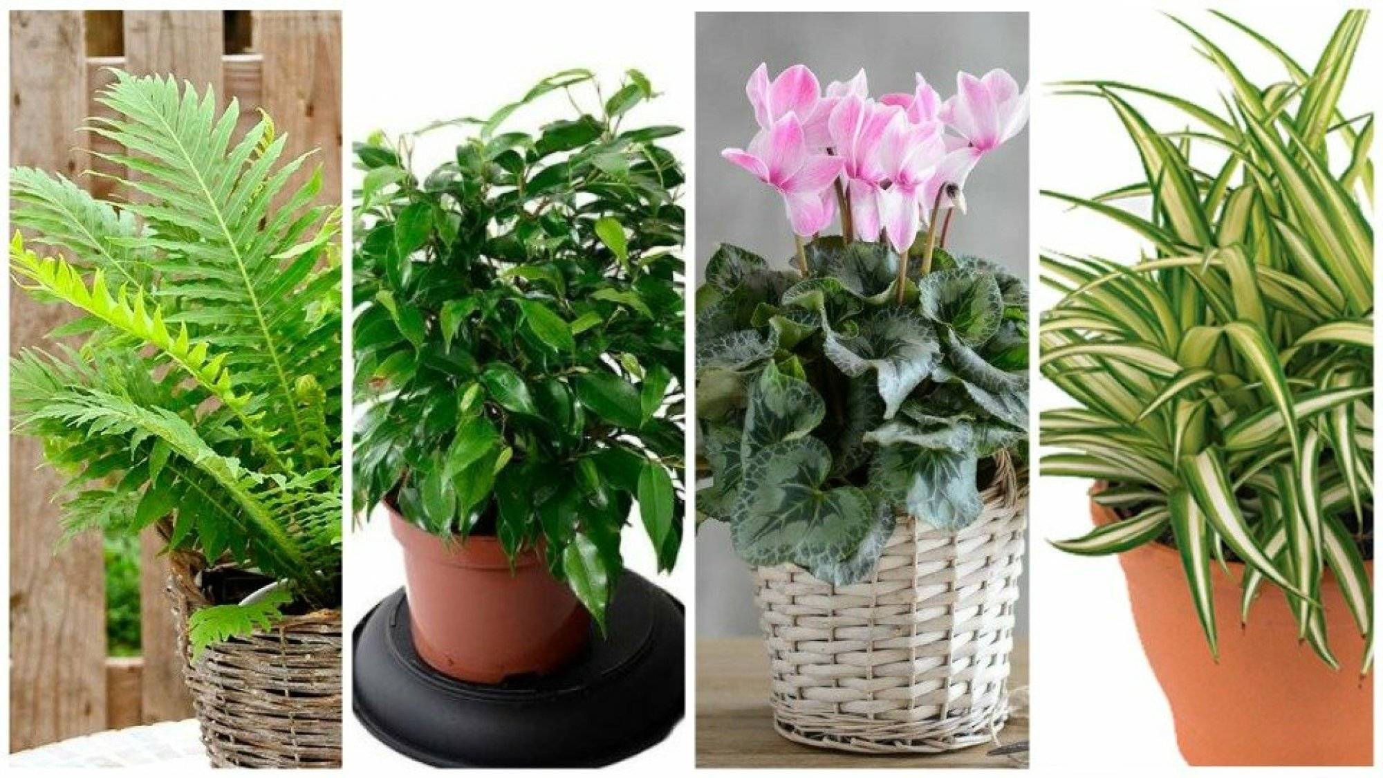 15 лучших комнатных растений специально для лентяев