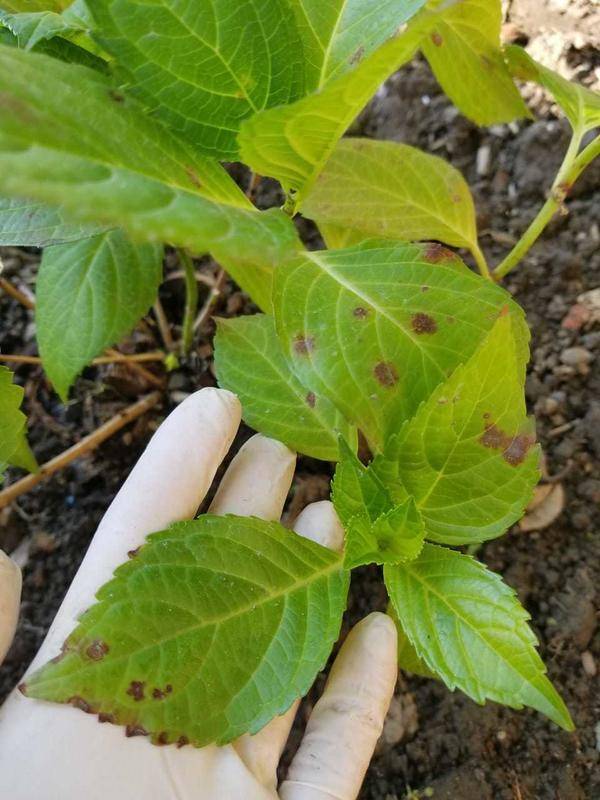 Болезни листьев у гортензии: описания с фото, лечение