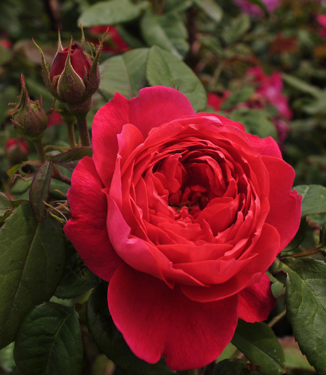 Английские розы в грунте: что это такое, описание лучших парковых сортов с фото - бенджамин бриттен, краун принцесс маргарет, фальстаф - уход в саду, обрезка веснойдача эксперт