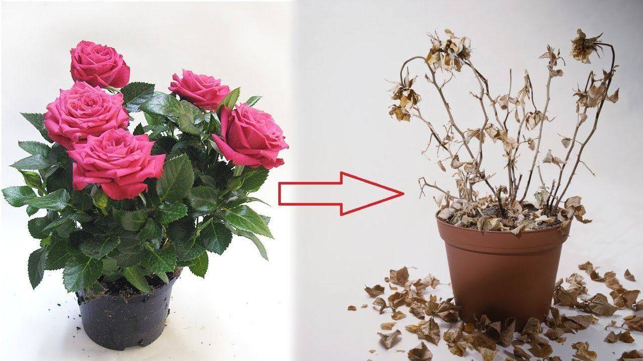 10 секретов выращивания комнатных роз. освещение, выбор места, уход в домашних условиях. фото — ботаничка