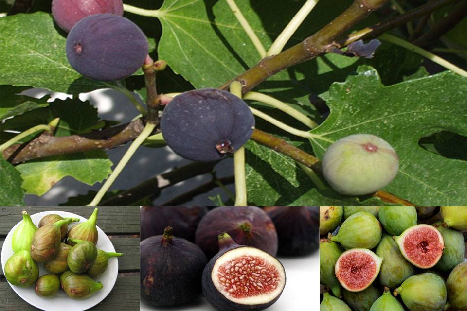 Фиговое дерево или инжир — описание, как выглядит плод