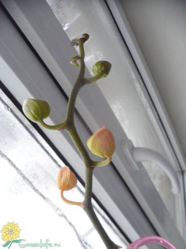 Почему орхидея сбрасывает цветки и бутоны? уход в домашних условиях. фото — ботаничка.ru