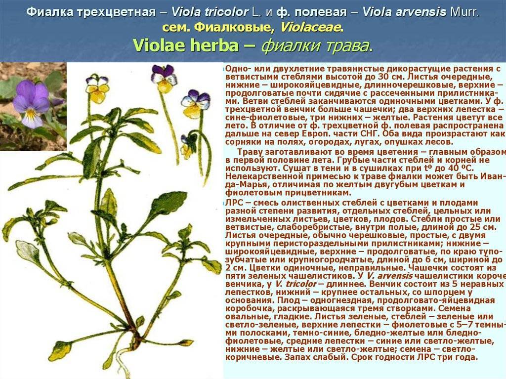 Лечебные свойства фиалки, её травы, цветов и эфирного масла: польза и противопоказания, применение в качестве лекарства от кашля