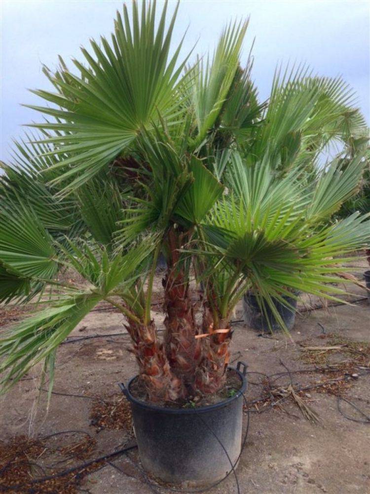 Вашингтония: уход за веерной пальмой в домашних условиях