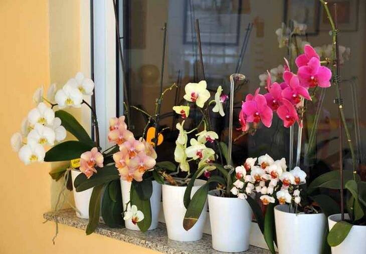 Орхидея дома: можно держать в квартире или нельзя, где ставить, каково влияние на человека и какие есть поверья?