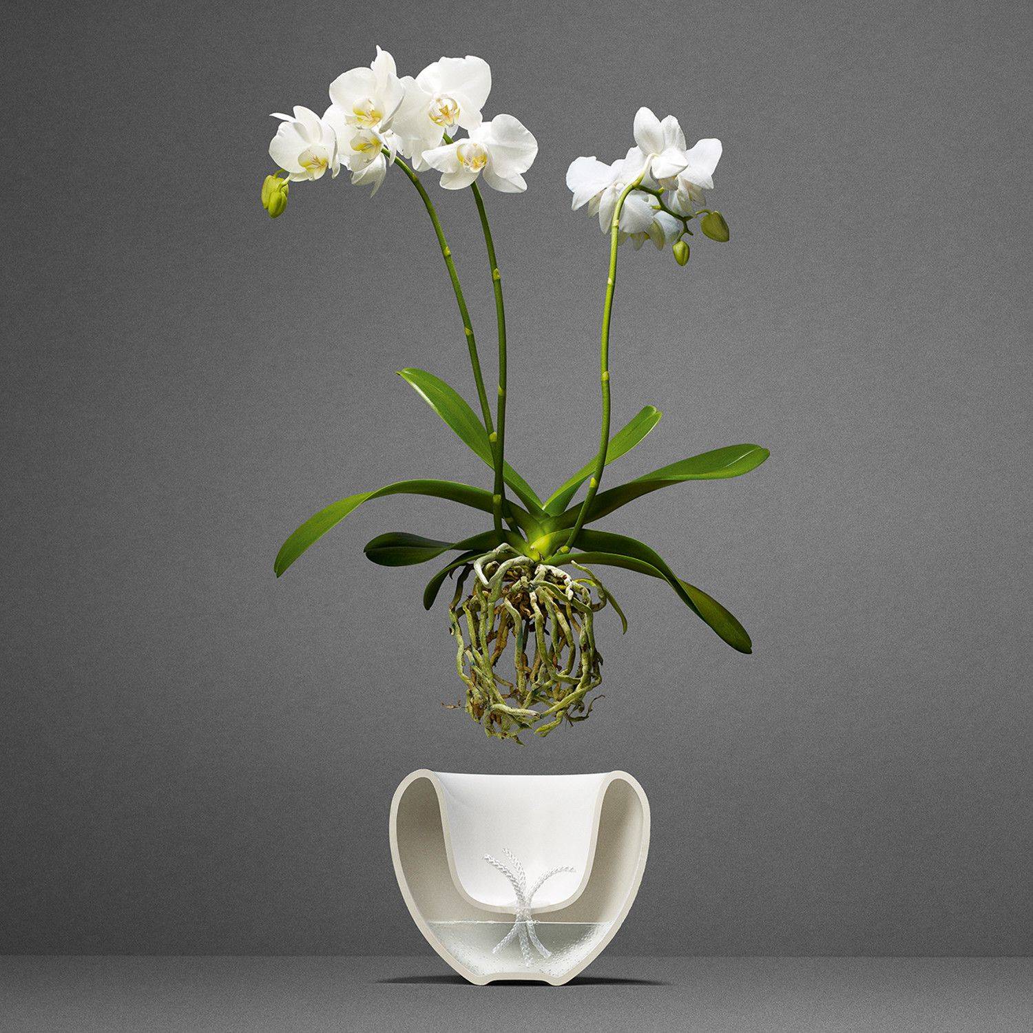 Выращивание орхидей в стеклянных горшках (вазах) без земли (грунта): как ухаживать за прозрачным вазоном и фото емкостей