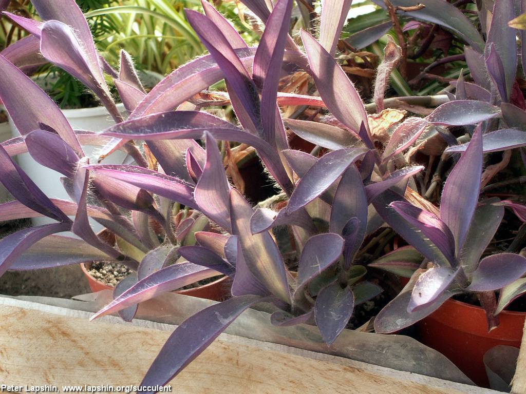 Сеткреазия пурпурная: уход в домашних условиях, размножение, фото