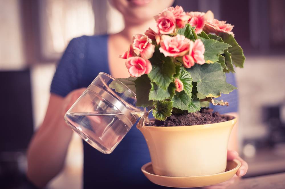 Жесткая вода и устранение жесткости воды. какой водой поливать комнатные цветы?