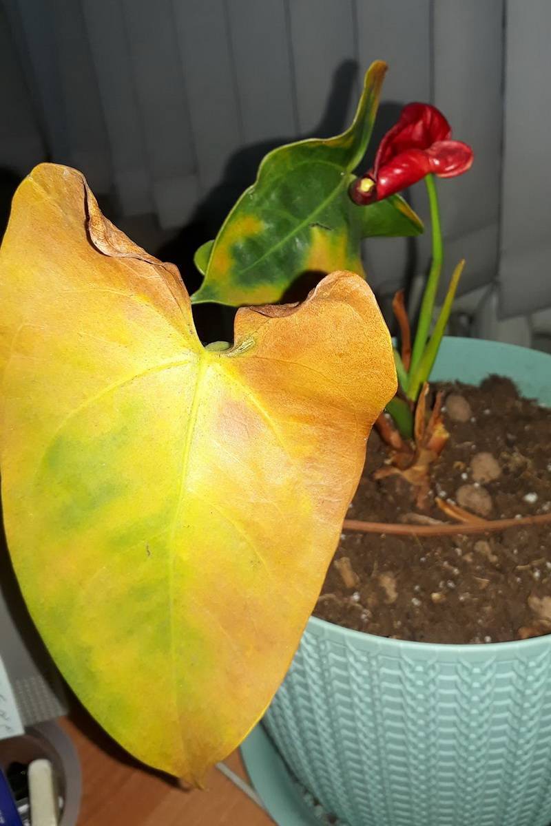 Цветок Антуриум: желтеют листья — что делать