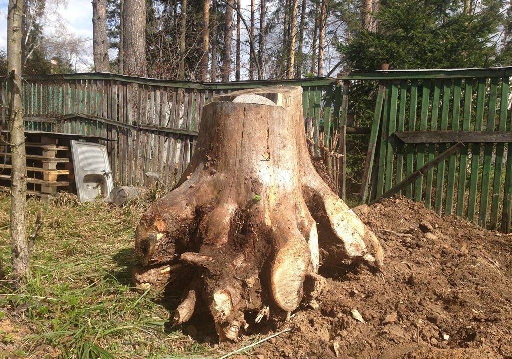 Как избавиться от пеньков деревьев без корчевания