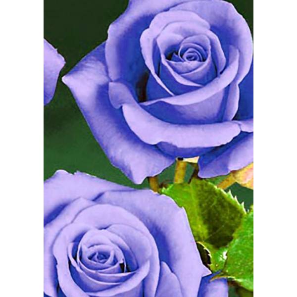 Сорт розы голубой нил