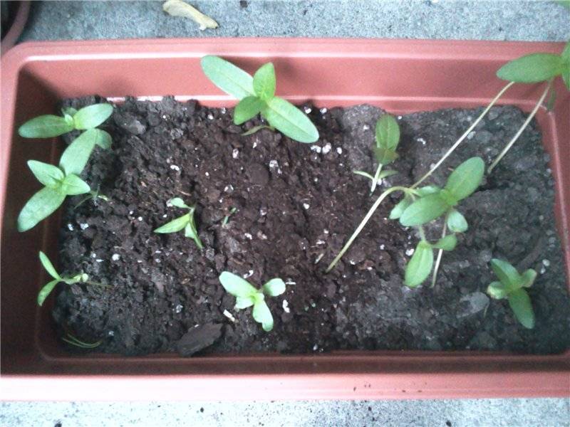 Цветы циннии: когда сажать на рассаду, пикировать, высаживать в грунт? выращивание цинии из семян на окне в домашних условиях: сроки, посев, подкормка, полив, уход, посадка в грунт