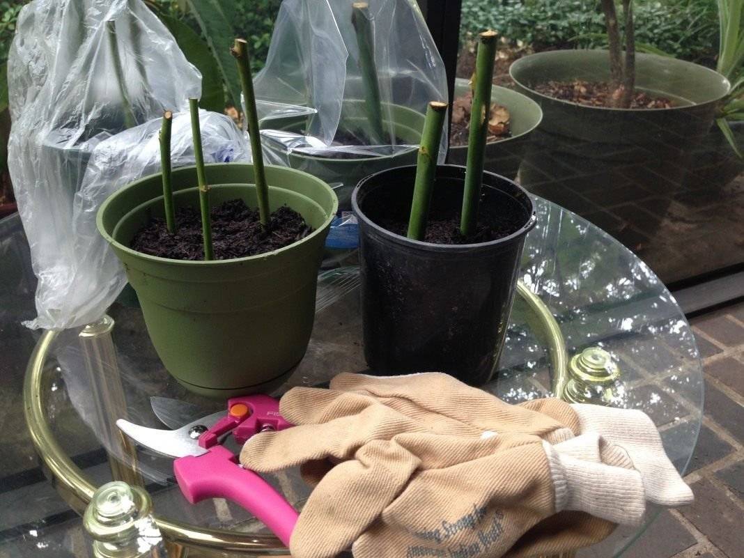 Укоренение роз из букета и выращивание черенков в домашних условиях