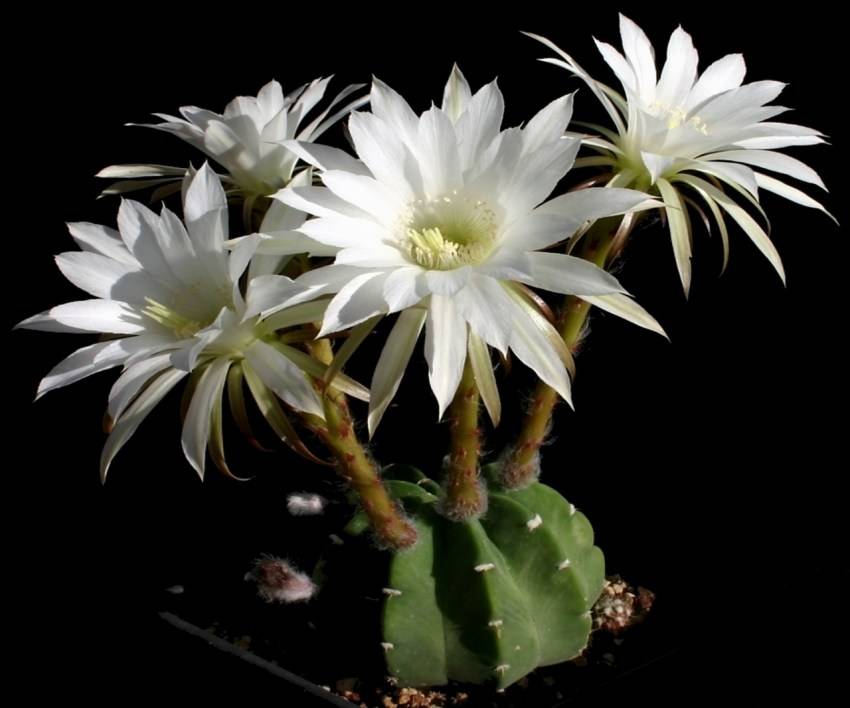 Эхинопсис — кактус на любой вкус. как вырастить его в домашних условиях