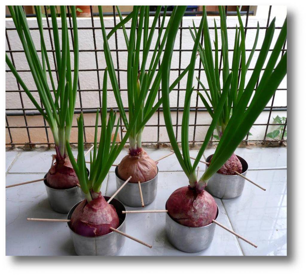 Индийский лук: применение, выращивание и лечебные свойства