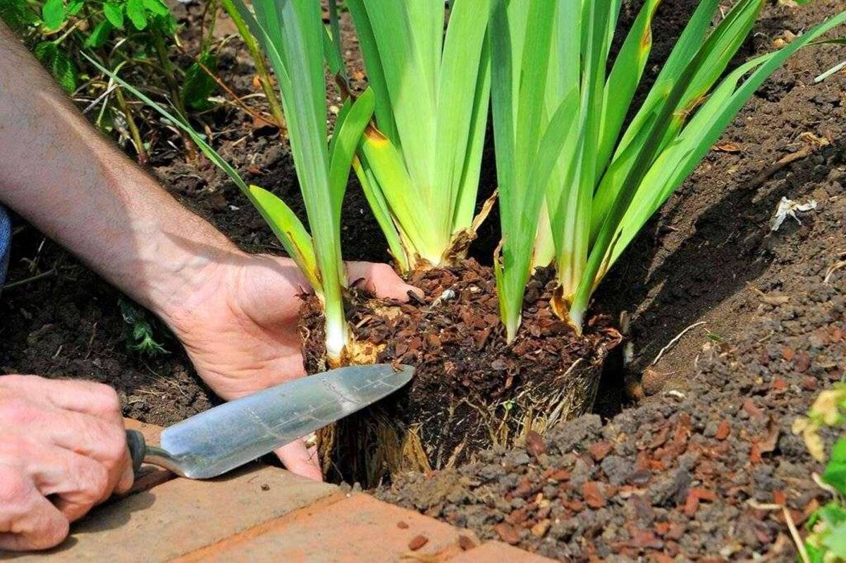 Выращивание эремуруса в саду: сорта, как ухаживать, поливать, подкармливать, размножить