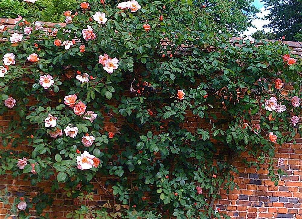Плетистые розы — вертикальное украшение сада