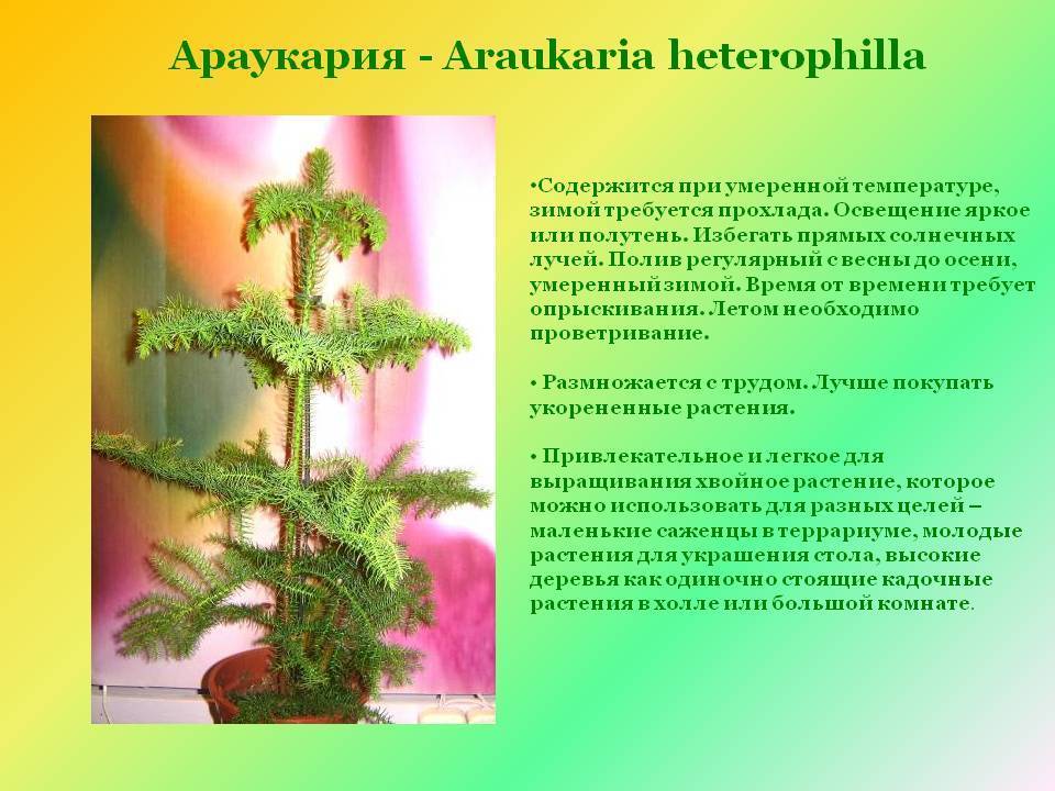 Араукария комнатная: уход в домашних условиях, размножение, болезни, виды и сорта