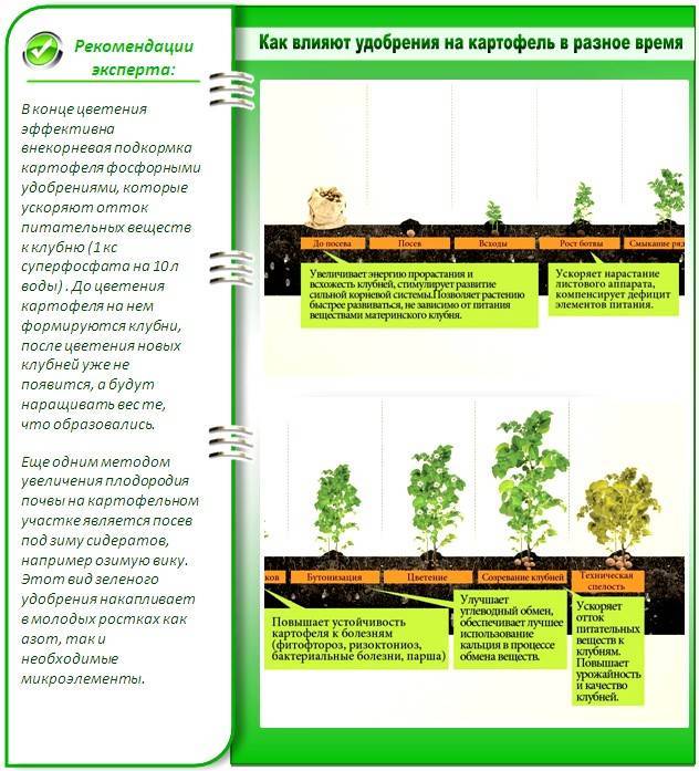 Стимуляторы и регуляторы роста – залог быстрого развития растений