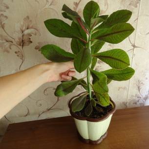 Растение синадениум: уход в домашних условиях