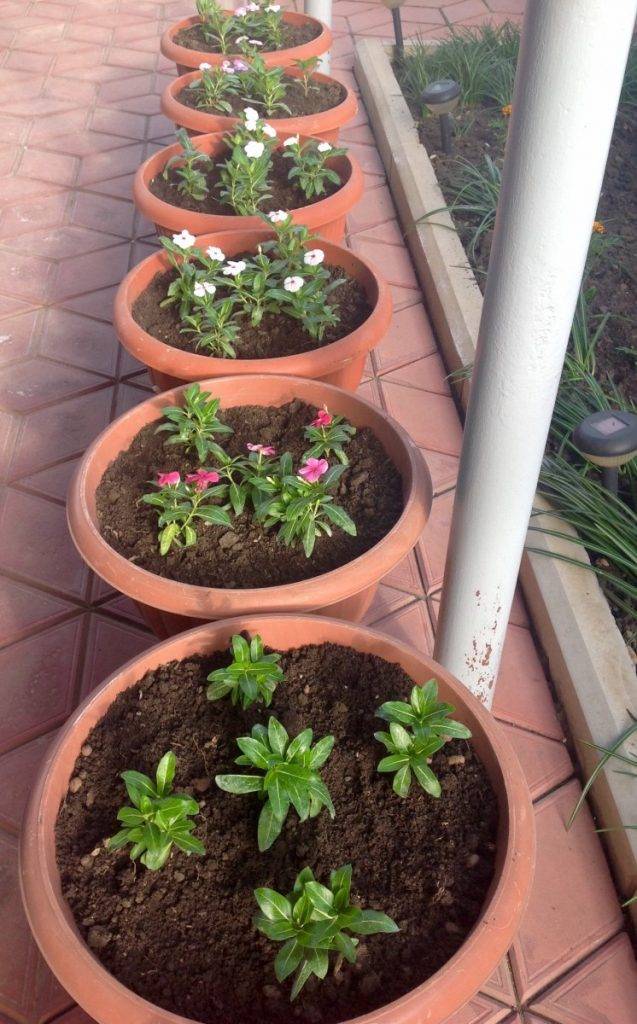 Катарантус - выращивание из семян и уход в домашних условиях