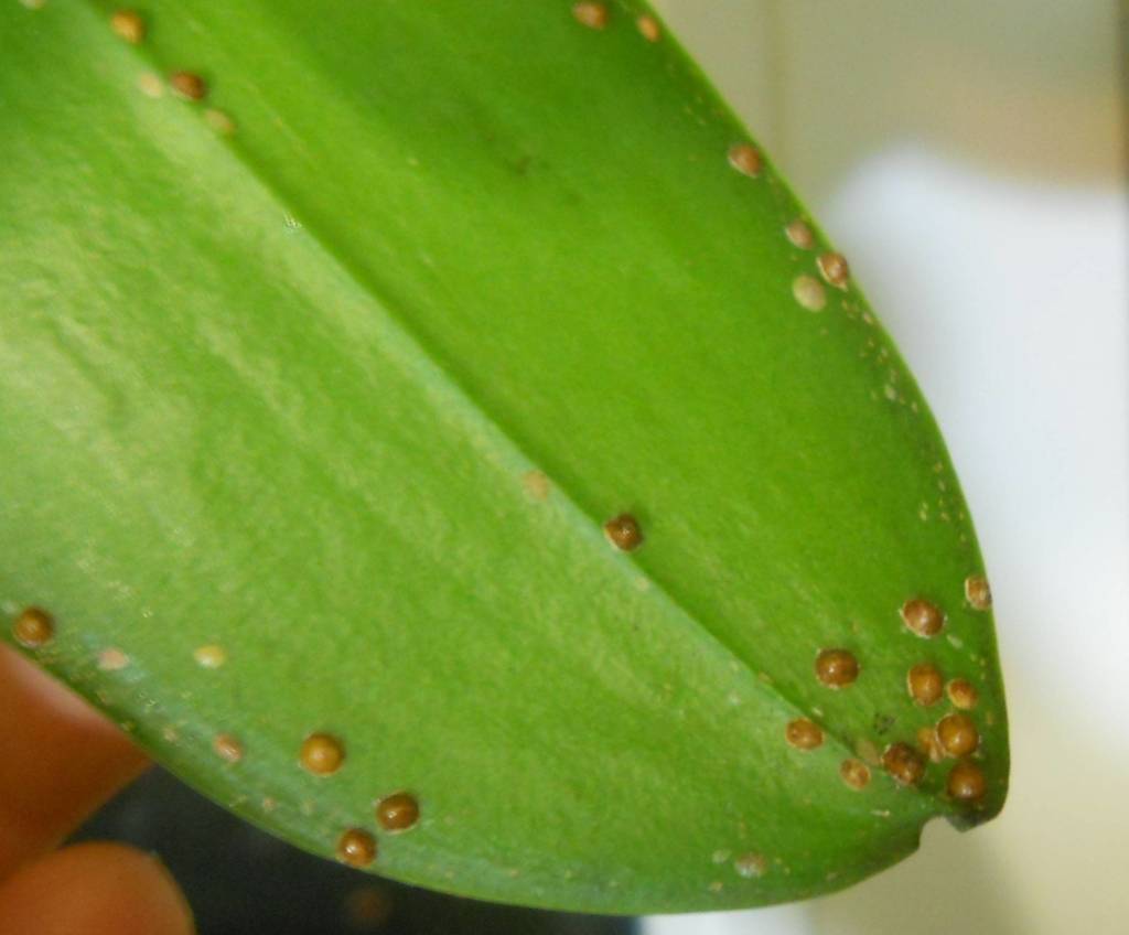 Вредители орхидей: чем обработать фаленопсис от насекомых