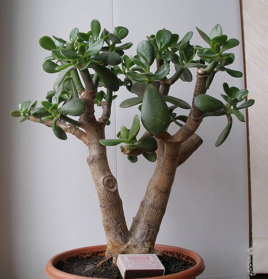 Денежное дерево: как сформировать красивую крону в домашних условиях