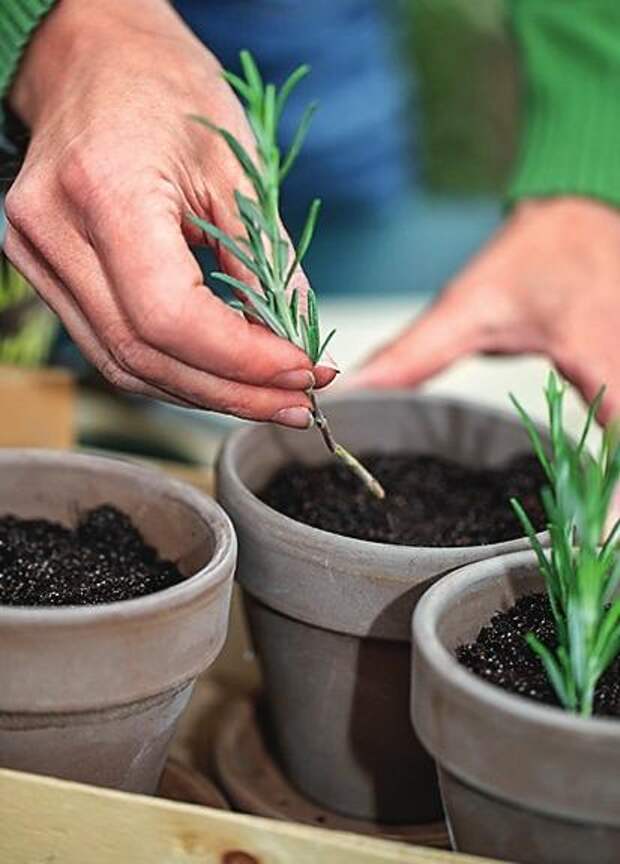 Как посадить и вырастить розмарин в открытом грунте и в домашних условиях