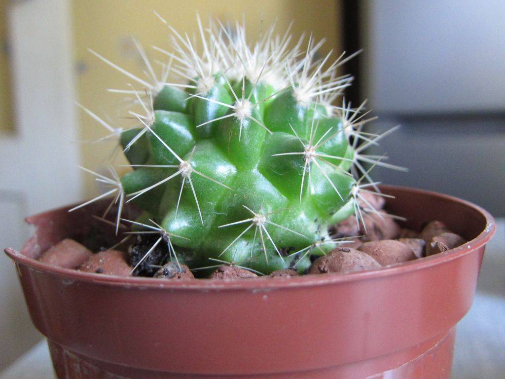 Эхинокактус echinocactus - как содержать в домашних условиях
