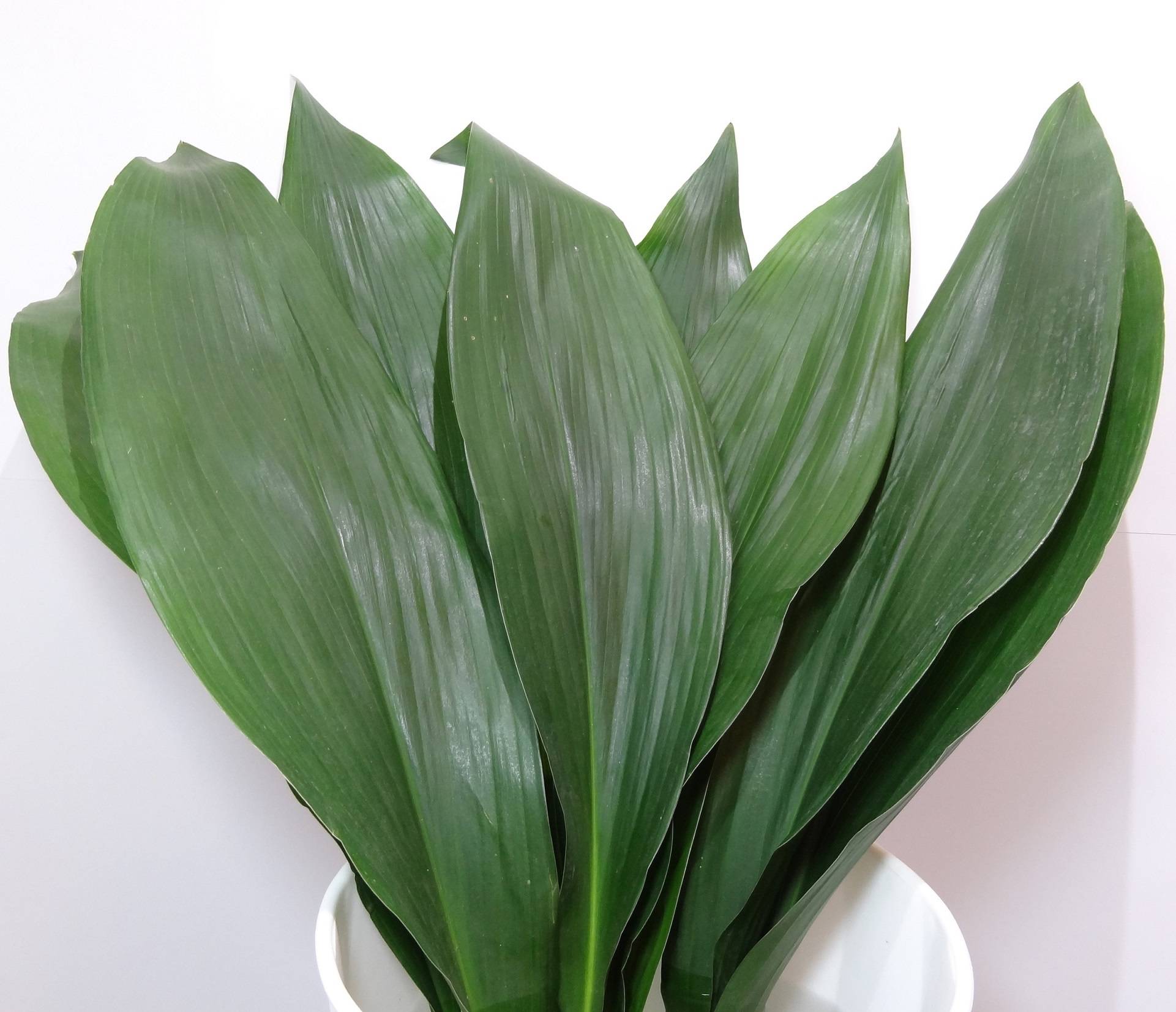 Аспидистра — одно из самых выносливых комнатных растений. уход в домашних условиях. фото — ботаничка
