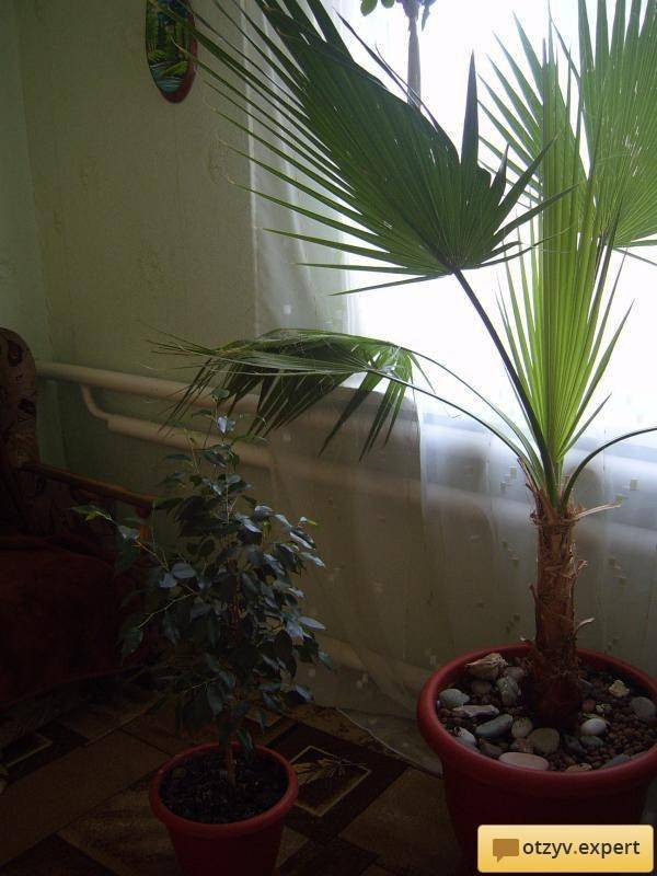 ᐉ пальма вашингтония: уход в домашних условиях, фото и виды, выращивание из семян - roza-zanoza.ru