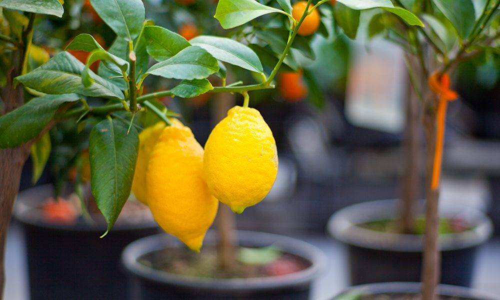 Комнатный лимон: выращивание и уход