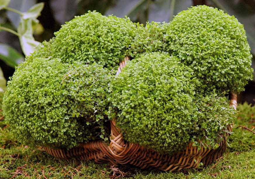 Цветок солейролия: как ухаживать за комнатными растениями видов грин и гелксина