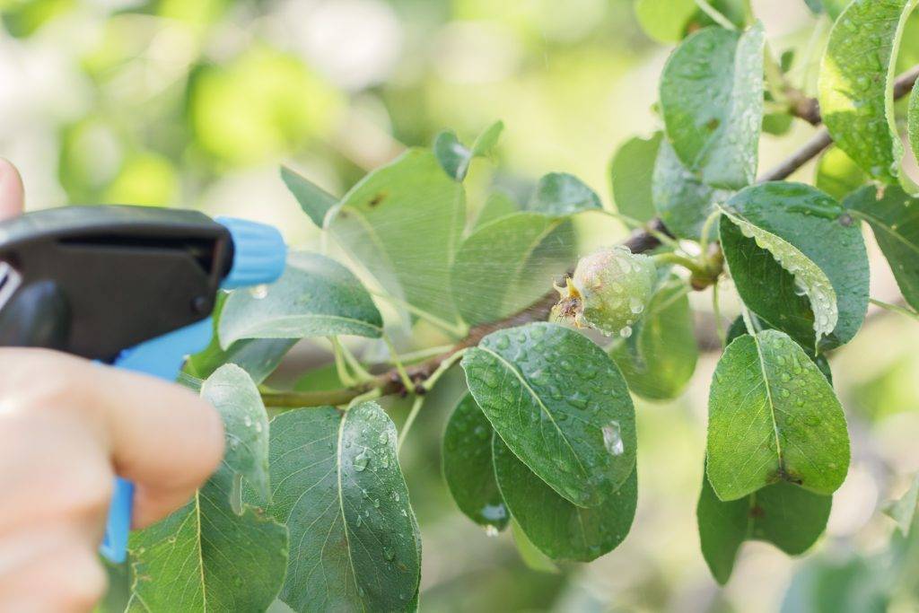 Борьба с тлей на плодовых деревьях – эффективные методы