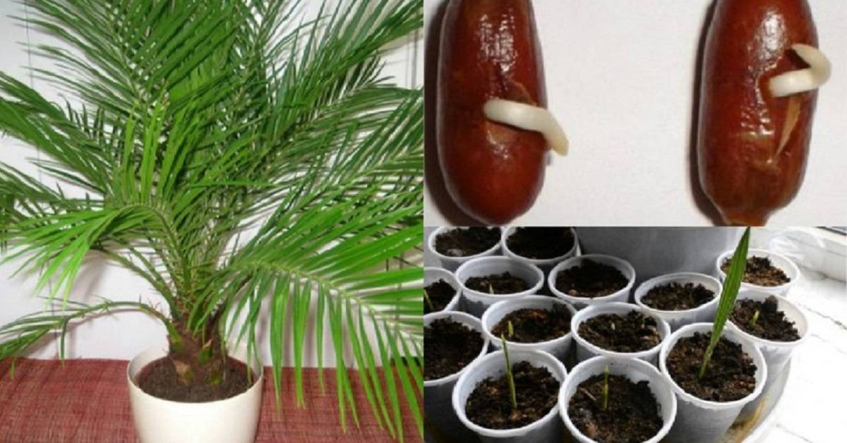 Комнатная пальма: описание и разновидности, особенности ухода и выращивания в домашних условиях