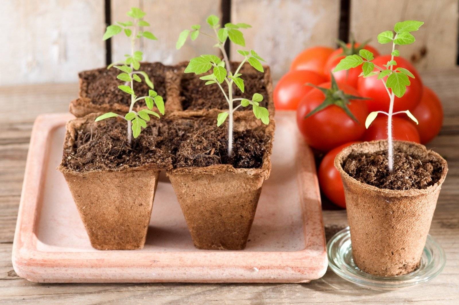 Как выращивать семена в домашних условиях - wikihow