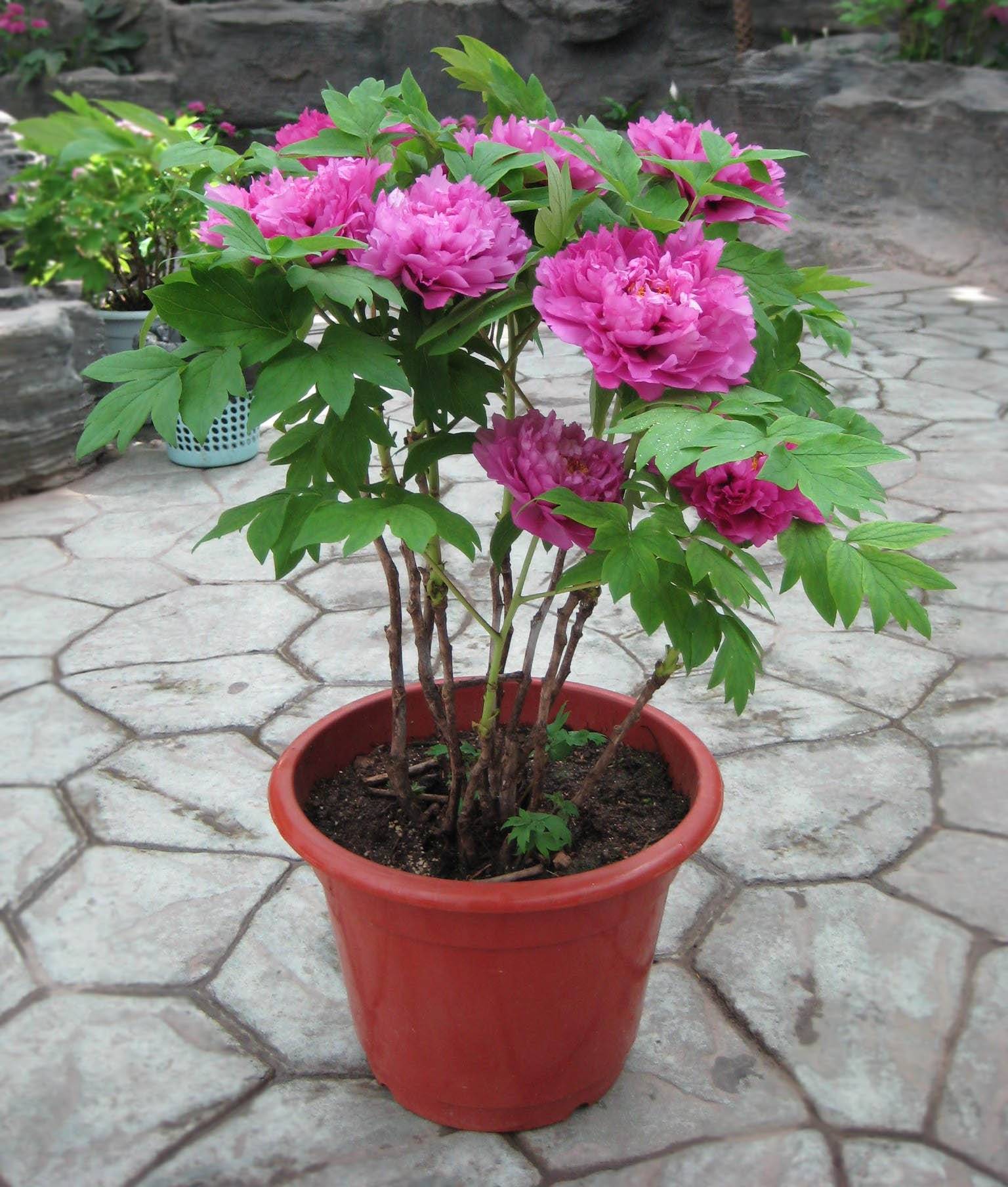 Пионы в горшке: как посадить и вырастить комнатные цветы в домашних условиях, какие трудности могут возникнуть при посадке соцветий дома или на балконе?