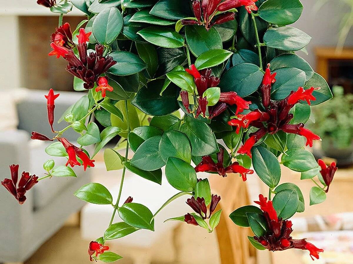 Великолепные декоративные цветы «эсхинантус»: его виды и фото