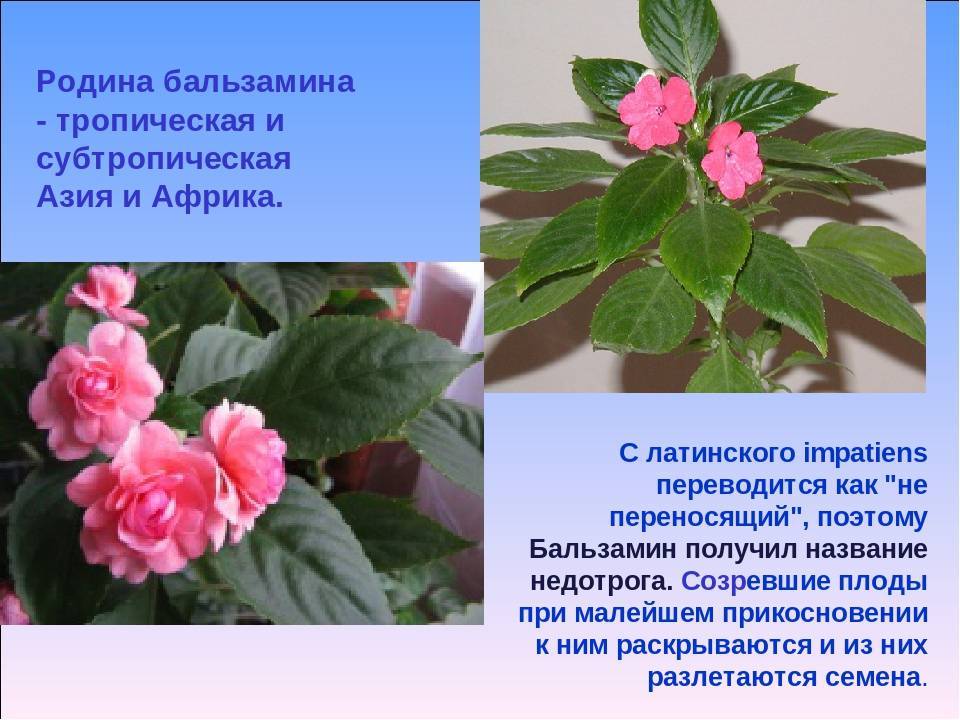 Ванька мокрый цветок: уход в домашних условиях за комнатным цветком бальзамином летом и зимой