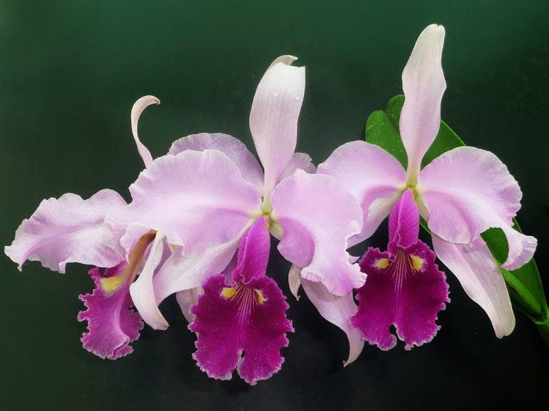 Каттлеи: самые загадочные из орхидей