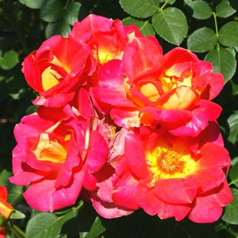 Роза арлекин фото и описание отзывы