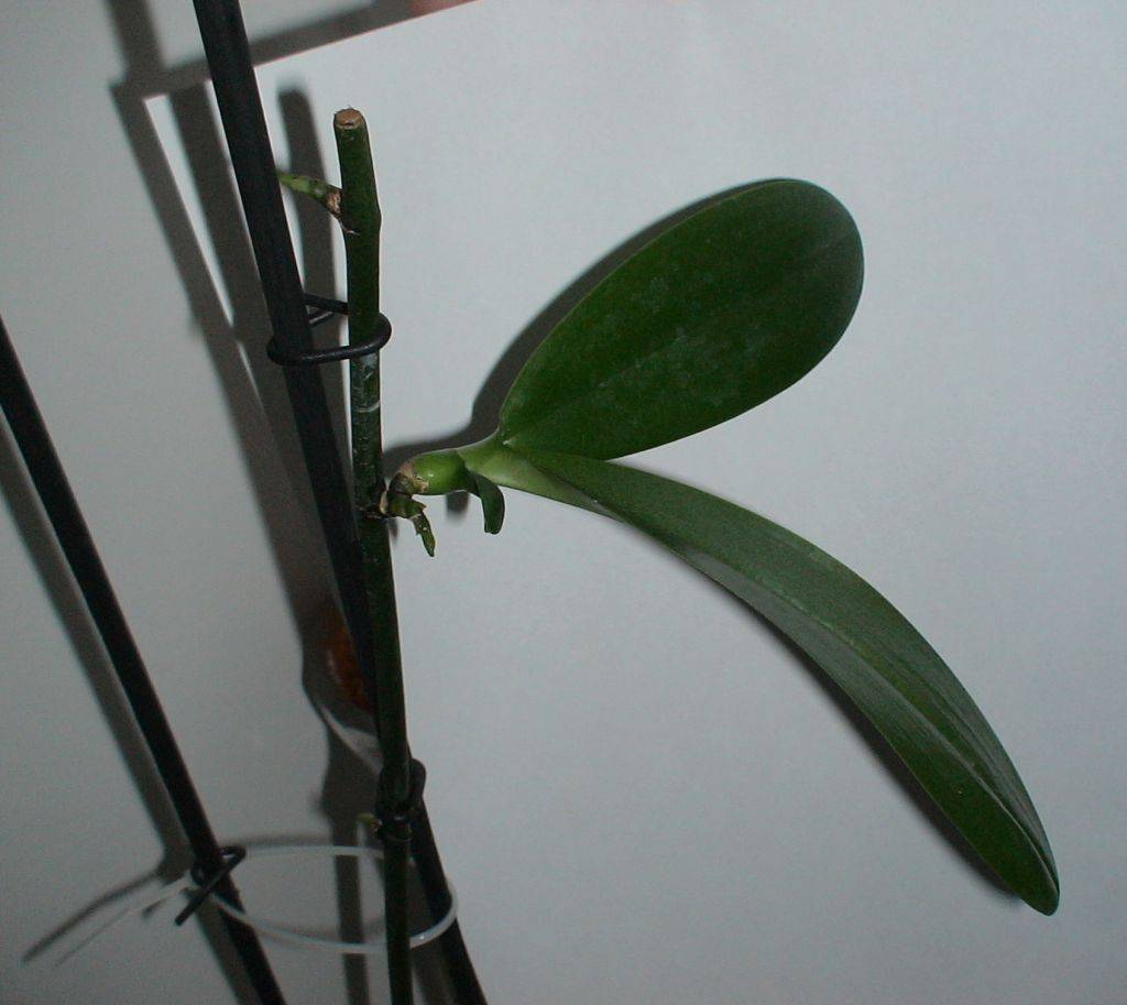 Цитокининовая паста: эффективное средство в помощь цветоводам, выращивающим орхидеи