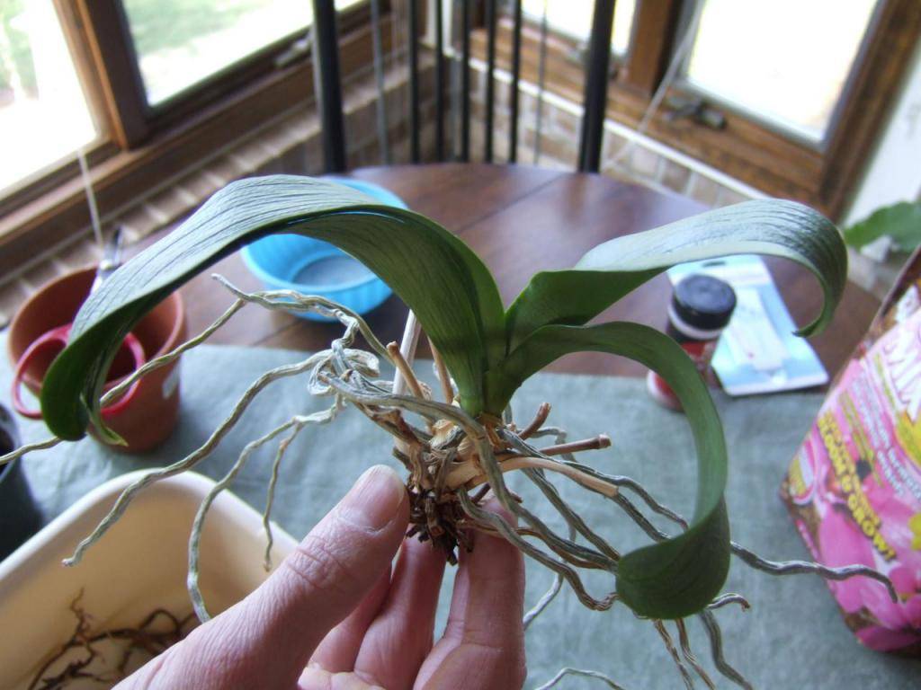 Что делать с орхидеей со стрелкой, когда она отцветет?